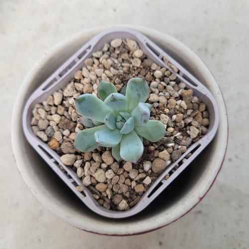 多肉植物❤レア❤カナッペ❤抜き苗 その他インテリア雑貨 ✰Pan✰ 通販