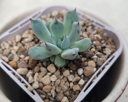 多肉植物❤レア❤ハッピー❤抜き苗 多肉植物❤レア❤カナッペ❤抜き苗 その他インテリア雑貨 ✰Pan✰ 通販