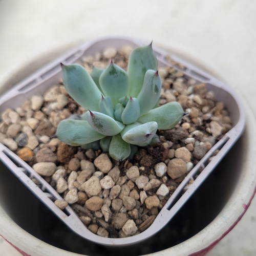 多肉植物❤レア❤ハッピー❤抜き苗 多肉植物❤レア❤カナッペ❤抜き苗 その他インテリア雑貨 ✰Pan✰ 通販