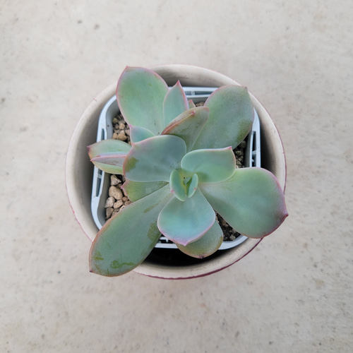 多肉植物❤白鳳❤抜き苗 その他インテリア雑貨 ✰Pan✰ 通販｜Creema 
