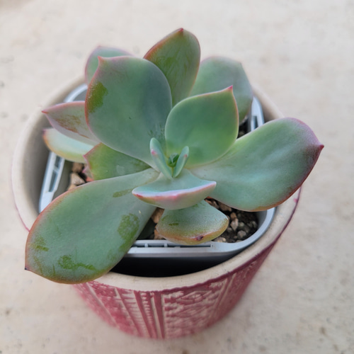 多肉植物❤白鳳❤抜き苗 その他インテリア雑貨 ✰Pan✰ 通販｜Creema 