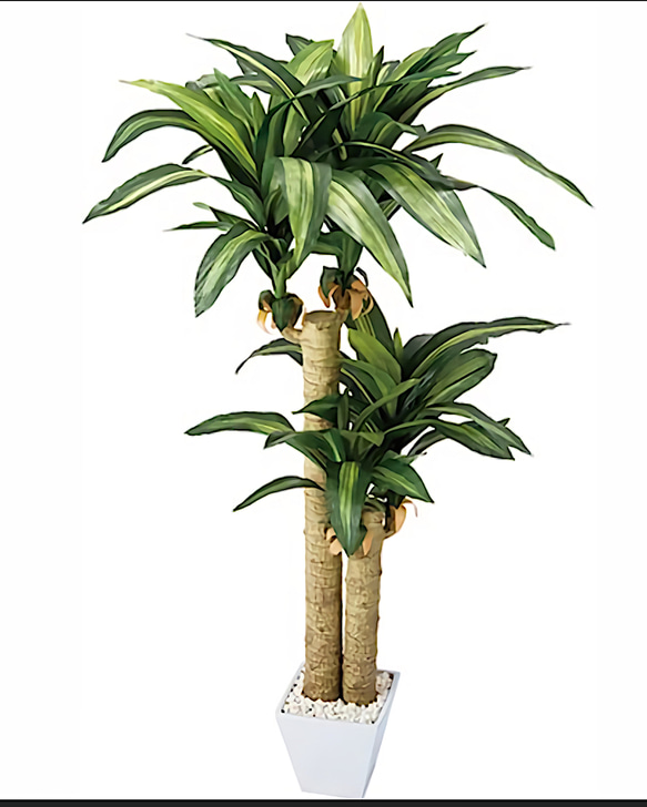 光触媒　人工観葉植物　ウォールグリーン　フェイク　フラワー　マッサンＭ　幸福の木 光触媒 人工観葉植物 ウォールグリーン フェイク フラワー マッサンM