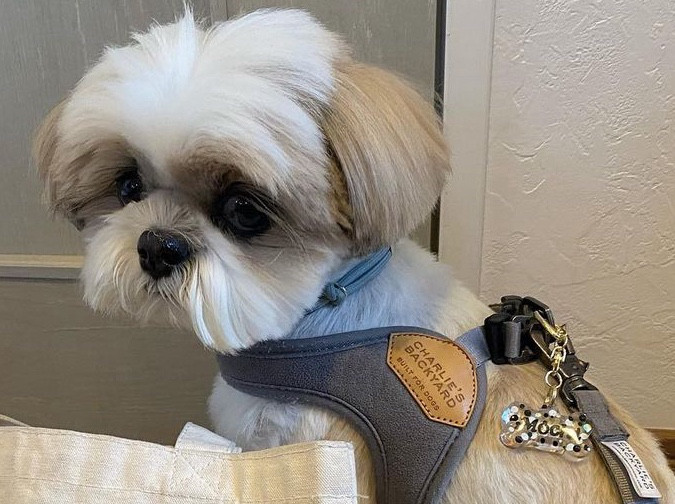 紫陽花柄①、わんちゃん猫ちゃん用襟付き首輪 紫色＊可憐なあじさい