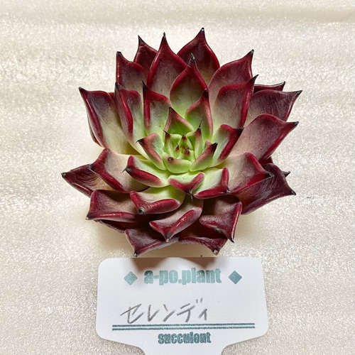 New✨多肉植物　セレンディ　韓国苗 New✨多肉植物 セレンディ 韓国苗