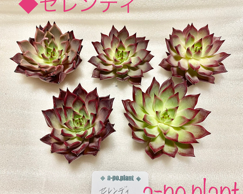 New✨多肉植物　セレンディ　韓国苗 第四種送料無料◇セレンディ◇多肉植物 韓国苗 新品種 多肉植物 a-po