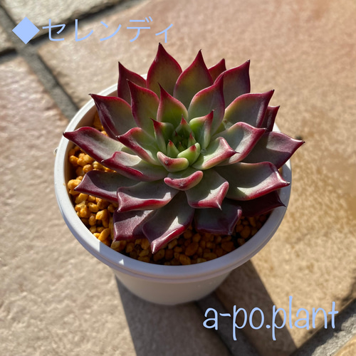 第四種送料無料◇セレンディ◇多肉植物 韓国苗 新品種 多肉植物 a-po