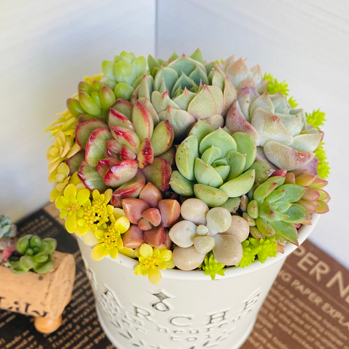 ❤️多肉植物❤️そのまま飾れる寄せ植え❤️３点セット❤️ 多肉植物 そのまま飾れる♡寄せ植え♡3点セット - メルカリ