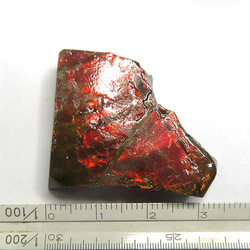 アンモライト 原石 カナダ・アルバータ州産 ルース 天然石 trg151 4枚目の画像