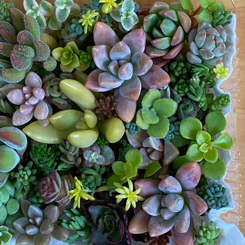 多肉植物 セダムなどカット苗 寄せ植えに☆ 多肉植物 りんごあめ