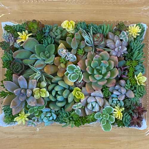多肉植物セダムカット苗　気まぐれパック⑧ 楽天市場】【期間限定P5倍＆MAX10％OFFクーポン】多肉植物 寄せ
