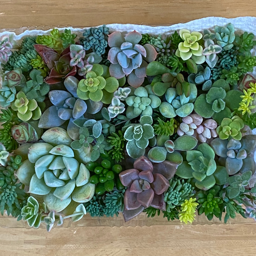 多肉植物 セダムなどカット苗 寄せ植えに☆ 多肉植物 りんごあめ 多肉植物 セダムなどカット苗 寄せ植えに☆ 多肉植物 りんごあめ