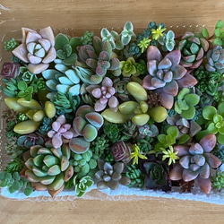 多肉植物 セダムなどカット苗 寄せ植えに☆ 多肉植物 りんごあめ 通販