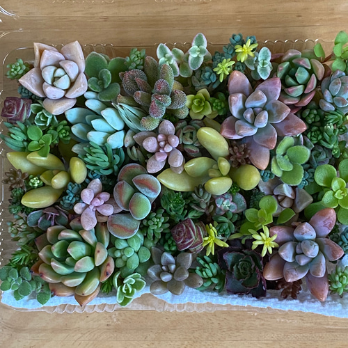 多肉植物 セダムなどカット苗 寄せ植えに☆ 多肉植物 りんごあめ