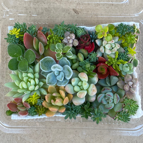 多肉植物 セダムなどカット苗 寄せ植えに☆ 多肉植物 りんごあめ