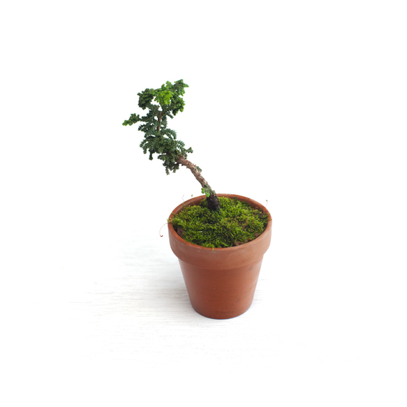 石化檜盆栽 （盆栽・石化檜 Bonsai Japanese Cypress
