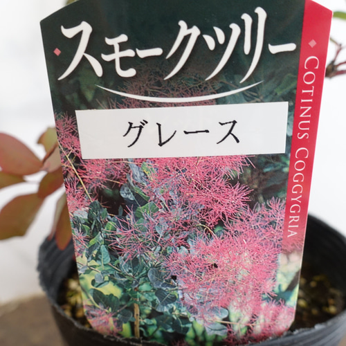 スモークツリー『グレース』苗木♡苗♡けむりの木♡5号鉢 ドライ
