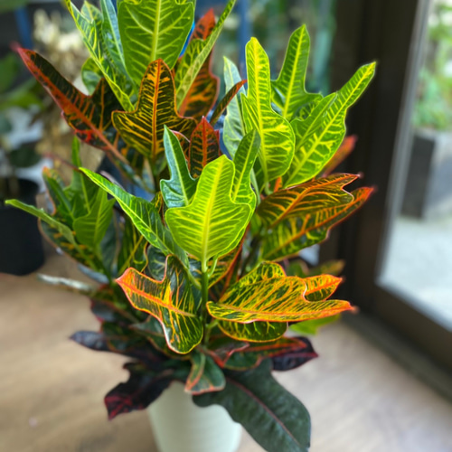 観葉植物】クロトン エクセレント 5号 521 送料無料 その他インテリア