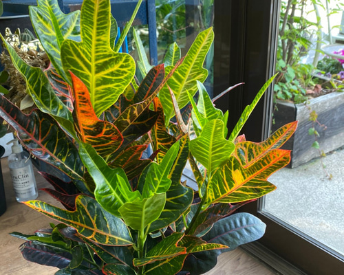 観葉植物】クロトン エクセレント 5号 521 送料無料 その他インテリア