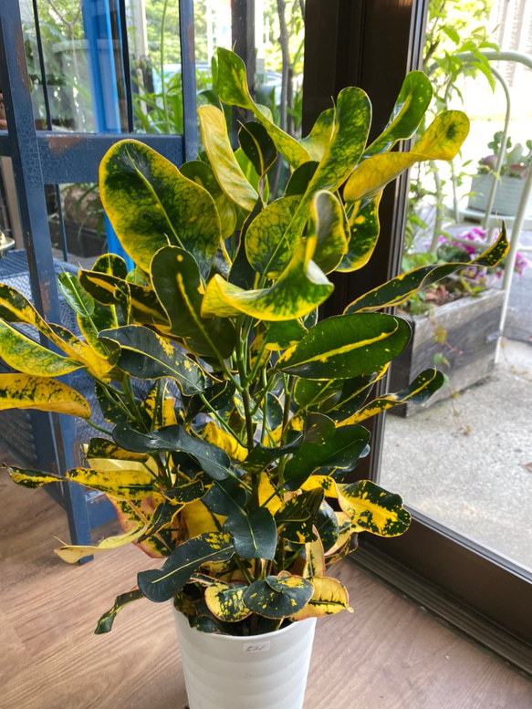 観葉植物】クロトン キラセン 5号 521 送料無料 その他