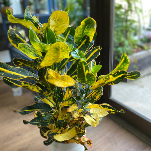 クロトン。黄色。大型。観葉植物。鉢ごと無料で発送致します。 クロトン。黄色。観葉植物。鉢ごと無料で発送致します。 - メルカリ