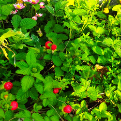 ヘビイチゴ　グランドカバー　多年草　宿根草　ガーデニング　赤い実　黄色い花　緑のリーフ　寄せ植え　可愛い　お洒落　花　苗 6枚目の画像