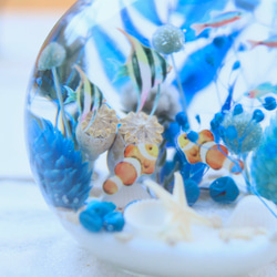青いサンゴの海世界/球体ガラス瓶/熱帯魚/ハーバリウム/無料ラッピング 5枚目の画像