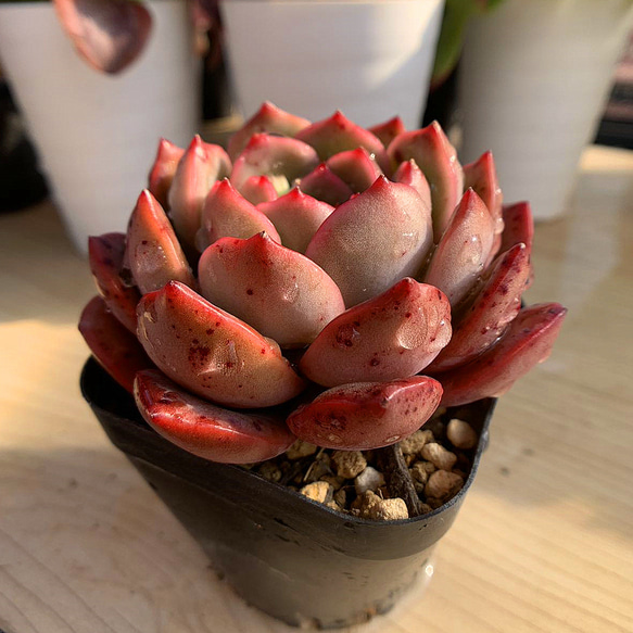 366.多肉植物 寄せ植え エケベリア属　Echeveria 'Madonna'　マドンナ 抜き苗 1枚目の画像