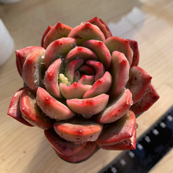 366.多肉植物 寄せ植え エケベリア属　Echeveria 'Madonna'　マドンナ 抜き苗 3枚目の画像