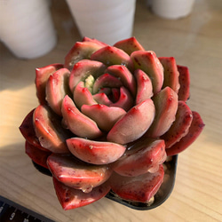 366.多肉植物 寄せ植え エケベリア属　Echeveria 'Madonna'　マドンナ 抜き苗 2枚目の画像