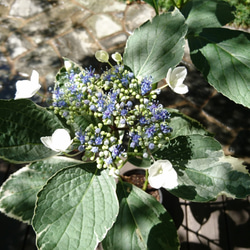 SALE ! 斑入り額紫陽花(フイリガクアジサイ)　 今年は 花芽のない額が開かない苗になります。 (H=約14㎝～） 7枚目の画像