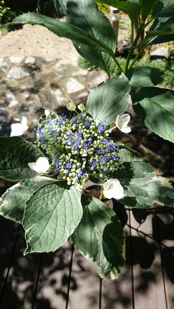 SALE ! 斑入り額紫陽花(フイリガクアジサイ)　 今年は 花芽のない額が開かない苗になります。 (H=約14㎝～） 7枚目の画像