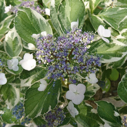 SALE ! 斑入り額紫陽花(フイリガクアジサイ)　 今年は 花芽のない額が開かない苗になります。 (H=約14㎝～） 6枚目の画像