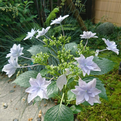 SALE 隅田の花火（ガクアジサイ) 　※花芽のない苗になります！(約13～25cm) 3枚目の画像