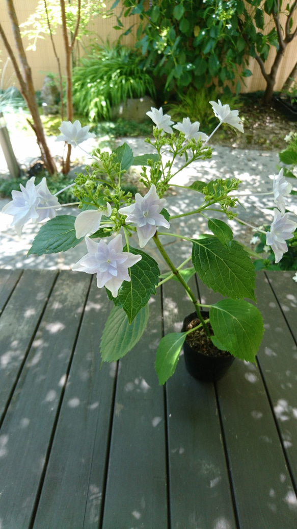 SALE 隅田の花火（ガクアジサイ) 　※花芽のない苗になります！(約13～25cm) 7枚目の画像