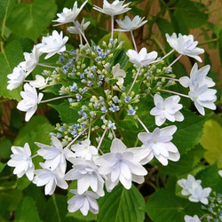 SALE 隅田の花火（ガクアジサイ) 　※花芽のない苗になります！(約13～25cm) 2枚目の画像