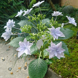 SALE 隅田の花火（ガクアジサイ) 　※花芽のない苗になります！(約13～25cm) 1枚目の画像