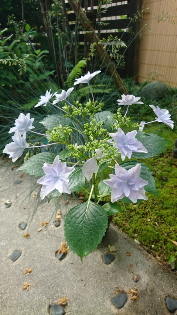 SALE 隅田の花火（ガクアジサイ) 　※花芽のない苗になります！(約13～25cm) 1枚目の画像