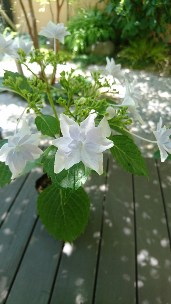 SALE 隅田の花火（ガクアジサイ) 　※花芽のない苗になります！(約13～25cm) 8枚目の画像