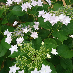 SALE 隅田の花火（ガクアジサイ) 　※花芽のない苗になります！(約13～25cm) 4枚目の画像