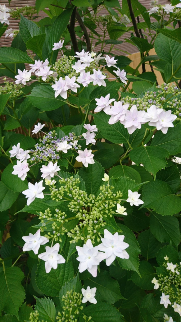 SALE 隅田の花火（ガクアジサイ) 　※花芽のない苗になります！(約13～25cm) 4枚目の画像