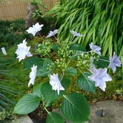 SALE 隅田の花火（ガクアジサイ) 　※花芽のない苗になります！(約13～25cm) 5枚目の画像