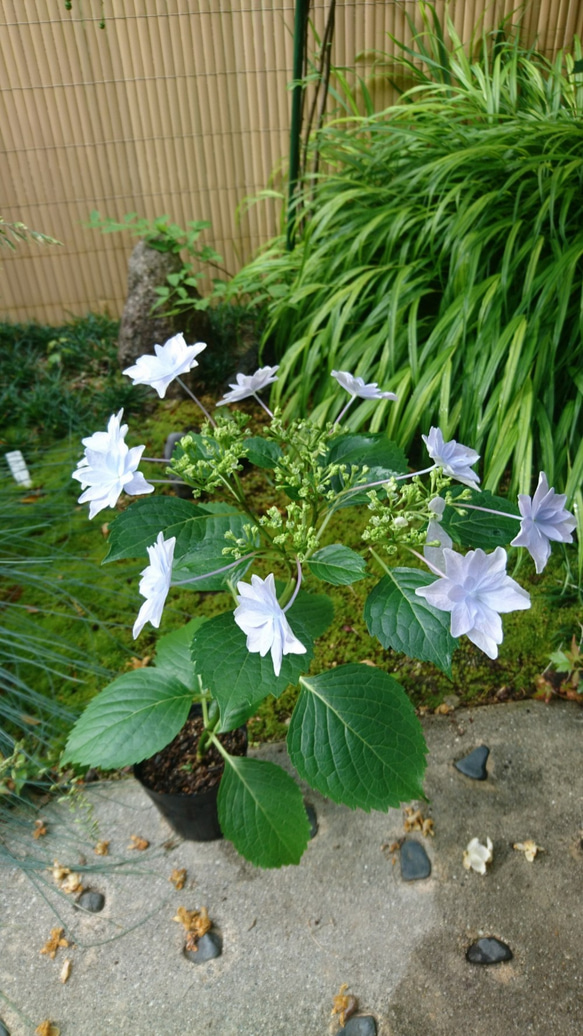 SALE 隅田の花火（ガクアジサイ) 　※花芽のない苗になります！(約13～25cm) 5枚目の画像