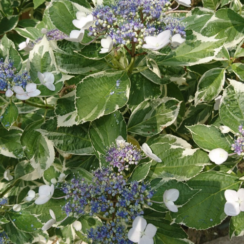 SALE 額紫陽花（ガクアジサイ2種セット (隅田の花火＋斑入り額紫陽花
