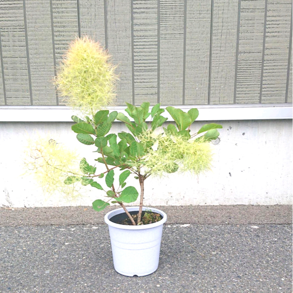 an様 ページ スモークツリー ピンクパール テラコッタ鉢植え