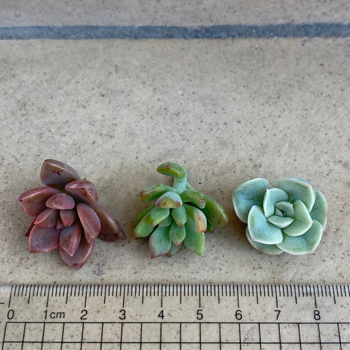 多肉植物 カット苗 3個セット☆ 多肉植物 りんごあめ 通販 14024370 