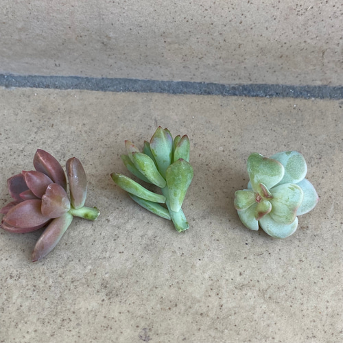多肉植物 カット苗 3個セット☆ 多肉植物 りんごあめ 通販 14024370 