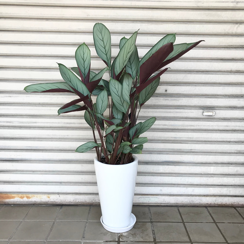 大株♡ Ctenanthe setosa クテナンテ セトーサ セラミック鉢 受皿付