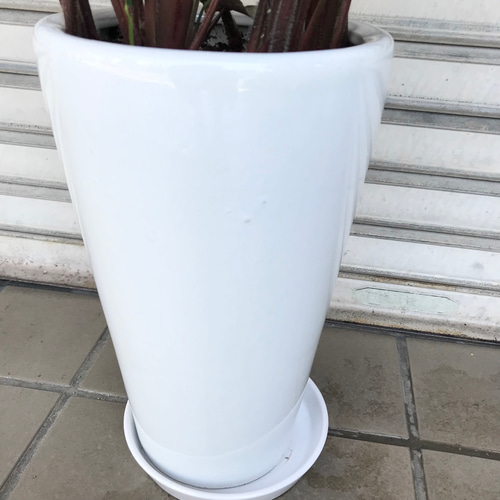 大株♡ Ctenanthe setosa クテナンテ セトーサ セラミック鉢 受皿付