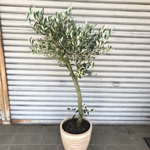幹太い♡ 樹形良好♡ オリーブの木 ルッカ SOUJU テラコッタ その他