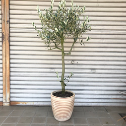 74d2152185bc34d676efc3a487719d